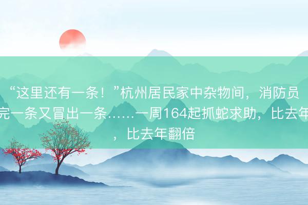 “这里还有一条！”杭州居民家中杂物间，消防员刚抓完一条又冒出一条……一周164起抓蛇求助，比去年翻倍